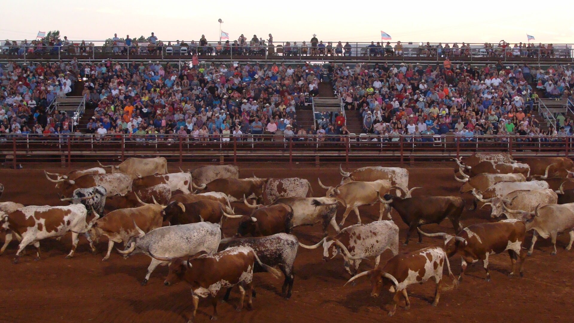 Texas Longhorn Steers